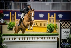 Archetype Oldenburg Hunter photo 3