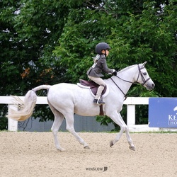 Romance German Riding Pony Hunter photo 5