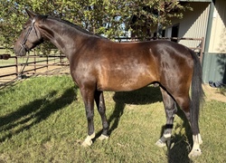 King Warmblood Equitation photo 3