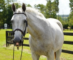 CONELLA I Holsteiner Hunter photo 3