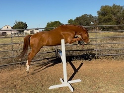 Mulberry Magic “Boba” Welsh Cross Jumper photo 6