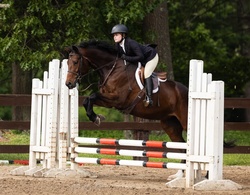 Wicked Americano Hanoverian Jumper photo 1