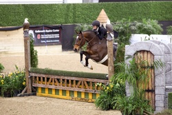 Highgate Westphalian Hunter photo 4
