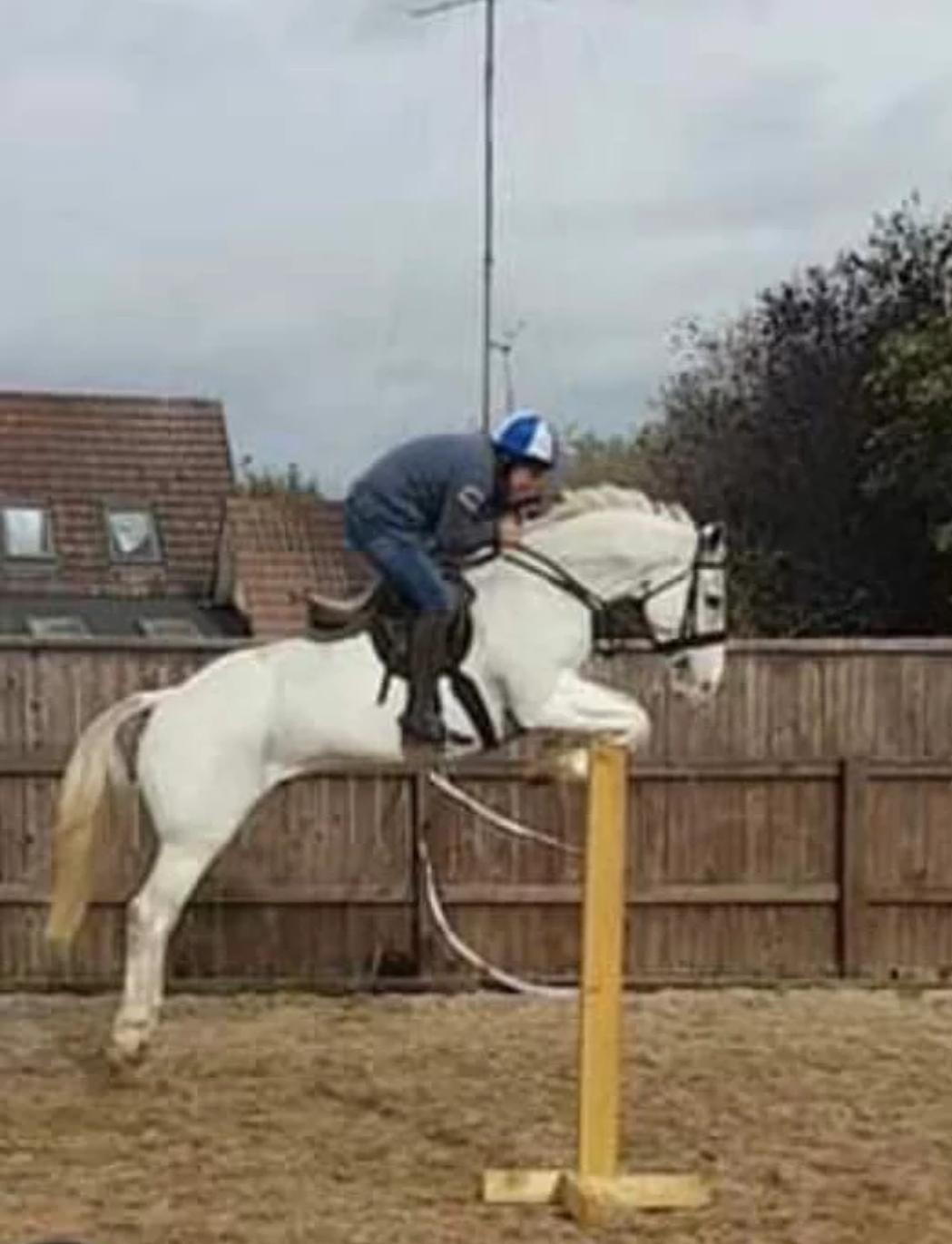 Top Class Hunter/Jumper Irish Draught Jumper
