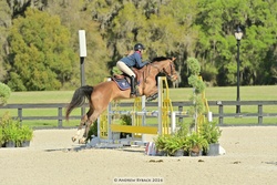 Bellirina Oldenburg Jumper photo 3