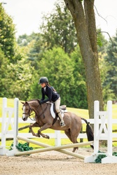 Aurora Welsh Pony Hunter photo 2