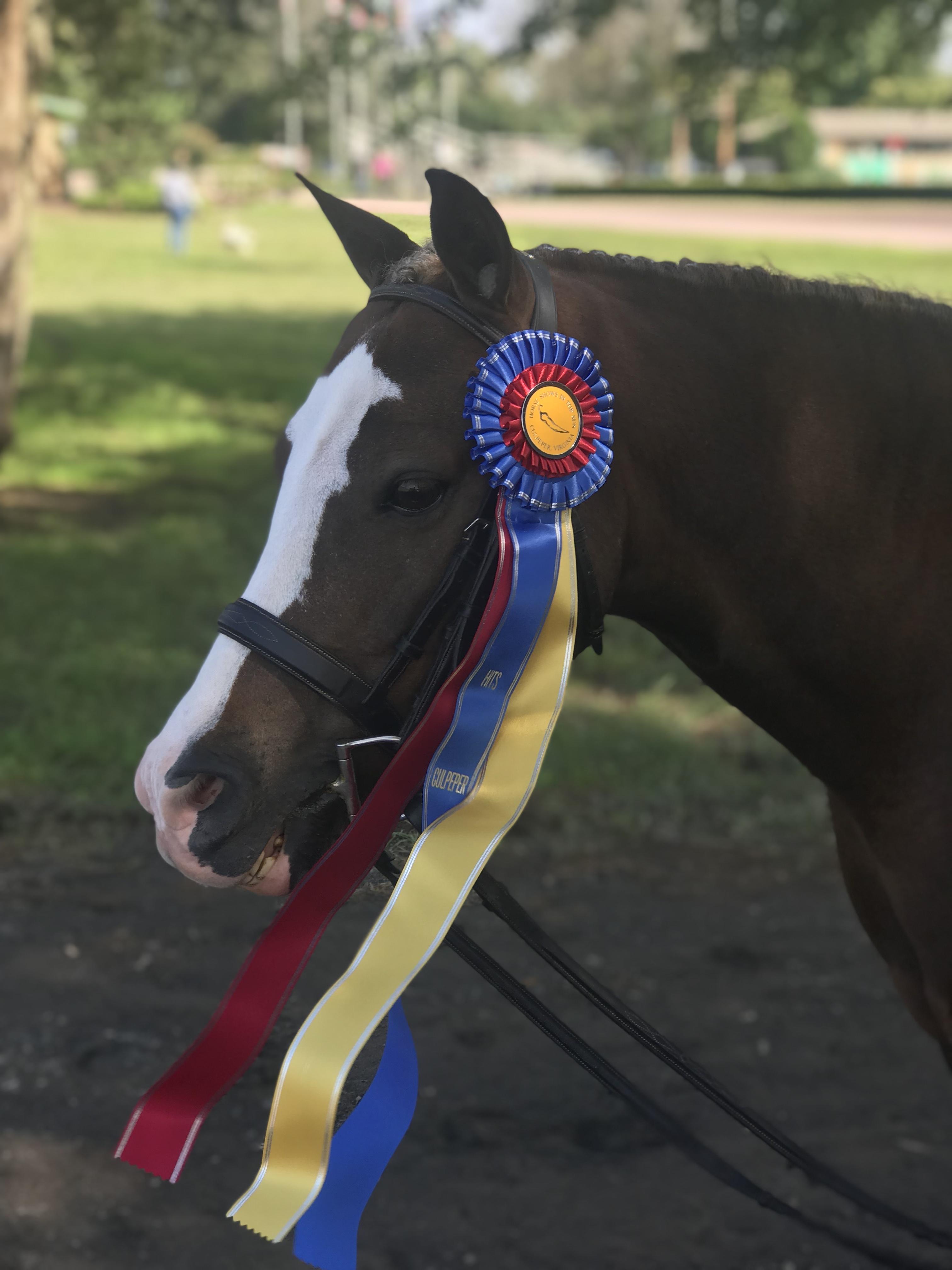 Farnley Crown Prince Welsh Pony Hunter